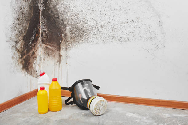 Best Certified Mold Removal  in Machesney Park, IL