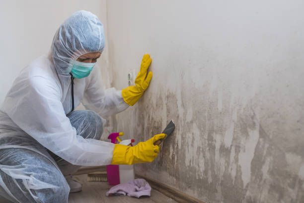 Best Residential Mold Removal  in Machesney Park, IL