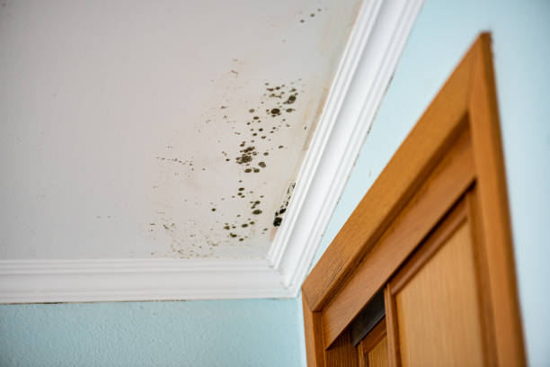 Best Toxic Mold Removal  in Machesney Park, IL