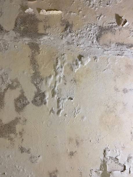 Best Attic Mold Removal  in Machesney Park, IL