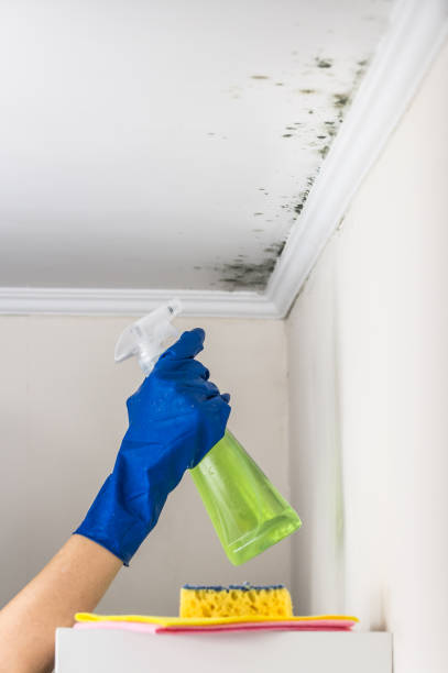 Best Black Mold Removal  in Machesney Park, IL