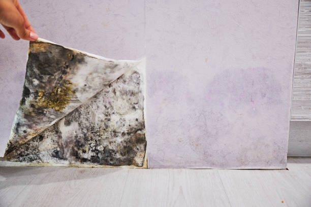 Best Local Mold Removal Service  in Machesney Park, IL